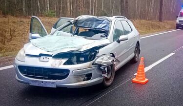 Wypadki z udziałem łosia i sarny. Policja apeluje o ostrożność