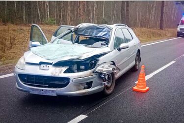 Wypadki z udziałem łosia i sarny. Policja apeluje o ostrożność