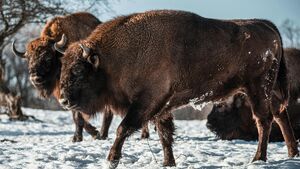 Świąteczne i noworoczne godziny otwarcia Muzeum i Rezerwatu Pokazowego Żubrów