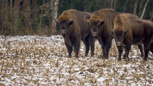 Podlasie zimą. Gdzie warto zajrzeć poza sezonem?