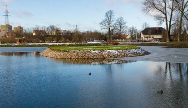 Padłe łabędzie na stawach Marczukowskich. Wykryto groźną chorobę