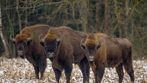 Białowieża zachwyca Holendrów. Głośny reportaż w magazynie  „Toeractief”
