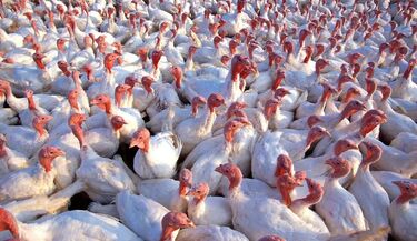 Na Podlasiu pojawiły się nowe ogniska ptasiej grypy. Zaatakowały stada indyków