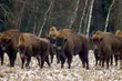 Białowieski Park Narodowy poszukuje pracowników. Kto ma szansę na zatrudnienie?