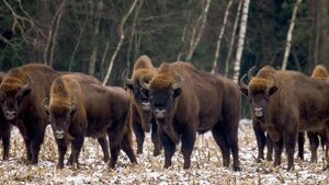 Białowieski Park Narodowy poszukuje pracowników. Kto ma szansę na zatrudnienie?
