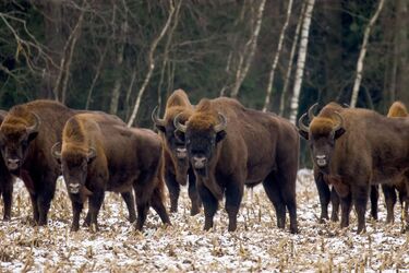 Białowieski Park Narodowy poszukuje pracowników. Kto ma szansę na zatrudnienie?
