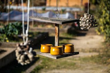 Zimowy trik polecany przez leśników. Tak możesz pomóc ptakom w chłodne dni  