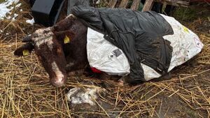 Gospodarstwo grozy! Właściciel odpowie za znęcanie się nad zwierzętami