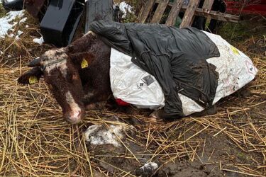 Gospodarstwo grozy! Właściciel odpowie za znęcanie się nad zwierzętami