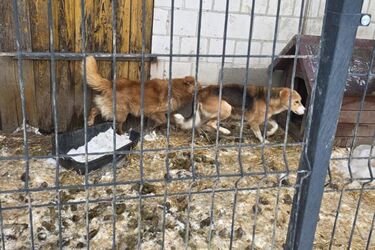 Dramat psów w gminie Zambrów. Zwierzęta żyły w skrajnie złych warunkach