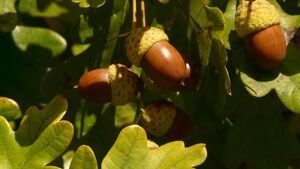 Dąb kontra deweloper. Kontrowersyjna inwestycja pod lupą prokuratury