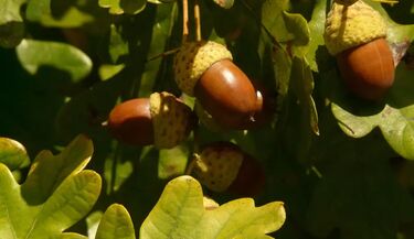 Dąb kontra deweloper. Kontrowersyjna inwestycja pod lupą prokuratury