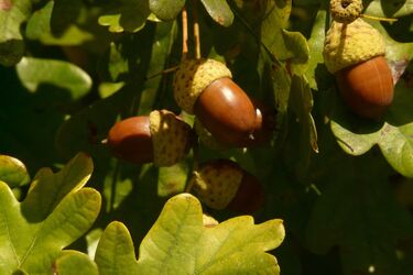 Dąb kontra deweloper. Kontrowersyjna inwestycja pod lupą prokuratury