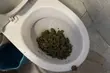 Marihuana w toalecie, amfetamina w wannie. Policyjna akcja w Białymstoku