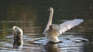 Koniec ograniczeń. Zagrożenie ptasią grypą w Białymstoku opanowane