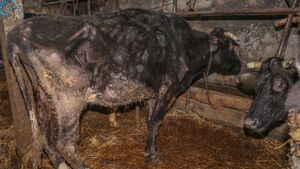 Dramat bydła w gminie Siemiatycze. Zwierzęta były głodzone „dla ich dobra”