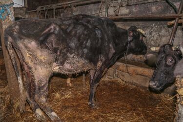 Dramat bydła w gminie Siemiatycze. Zwierzęta były głodzone „dla ich dobra”