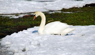 Służby weterynaryjne ostrzegają: Ptasia grypa nadal groźna. Jak się zachować?
