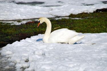 Służby weterynaryjne ostrzegają: Ptasia grypa nadal groźna. Jak się zachować?