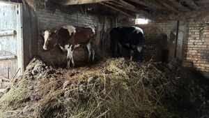 Odpowie za znęcanie się nad krowami. Tak się tłumaczył w prokuraturze