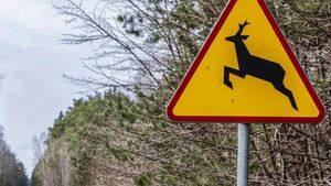 Uwaga na leśne zwierzęta! W ciągu tygodnia doszło do trzech kolizji