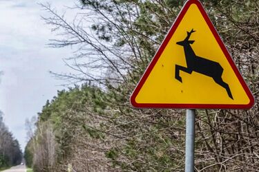 Uwaga na leśne zwierzęta! W ciągu tygodnia doszło do trzech kolizji