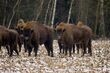 Ile żubrów żyje na Podlasiu? Zimowe liczenie przyniosło konkretne dane