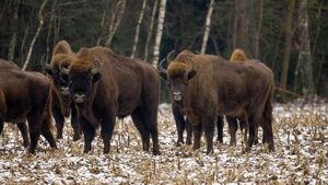 Ile żubrów żyje na Podlasiu? Zimowe liczenie przyniosło konkretne dane