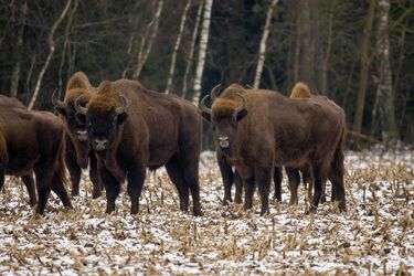 Ile żubrów żyje na Podlasiu? Zimowe liczenie przyniosło konkretne dane