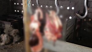 Seria kradzieży bydła na Podlasiu. Policja zatrzymała pięciu sprawców