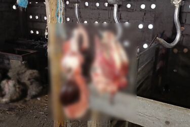 Seria kradzieży bydła na Podlasiu. Policja zatrzymała pięciu sprawców