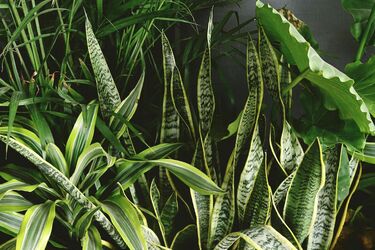 Roślinne szaleństwo wraca do Białegostoku. Festiwal Roślin już wkrótce