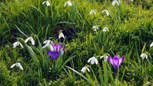 Astronomiczna wiosna już jest. Dlaczego rozpoczęła się 20 marca?