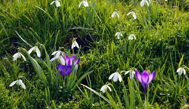 Astronomiczna wiosna już jest. Dlaczego rozpoczęła się 20 marca?