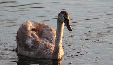 Ptasia grypa w Białymstoku. Strafa zagrożenia obejmuje cztery osiedla
