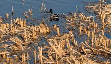 Staw przy ul. Bema po rewitalizacji. Koszt inwestycji wyniósł 3,4 mln zł