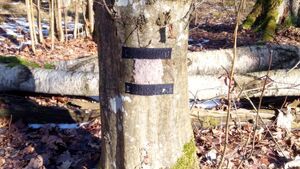 Tajemnicze pułapki w podlaskich parkach. Tak naukowcy śledzą rysie