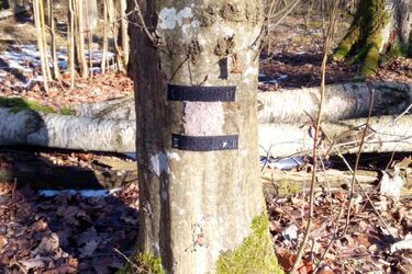 Tajemnicze pułapki w podlaskich parkach. Tak naukowcy śledzą rysie