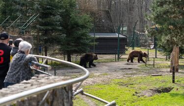 Pobudka w Akcent Zoo! Chip i Dale zaspani, ale gotowi na wiosenne spacery