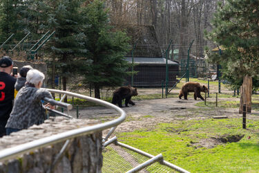 Pobudka w Akcent Zoo! Chip i Dale zaspani, ale gotowi na wiosenne spacery