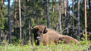 Żubry na wyciągnięcie ręki. Kopna Góra przyciąga turystów przez cały rok