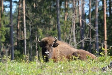 Żubry na wyciągnięcie ręki. Kopna Góra przyciąga turystów przez cały rok