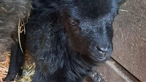 Akcent ZOO ma nowych mieszkańców. Maluchy czekają na imiona