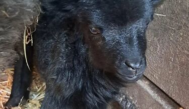 Akcent ZOO ma nowych mieszkańców. Maluchy czekają na imiona