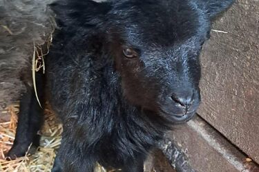 Akcent ZOO ma nowych mieszkańców. Maluchy czekają na imiona