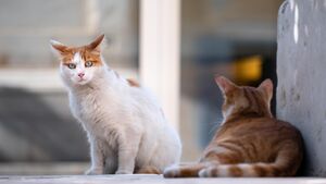 Wścieklizna u kota. Służby ostrzegają, by nie lekceważyć zagrożenia