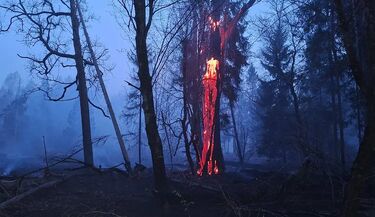 Pożar w Puszczy Białowieskiej. Ogień strawił 6 hektarów lasu