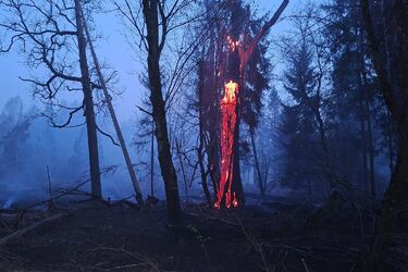 Pożar w Puszczy Białowieskiej. Ogień strawił 6 hektarów lasu