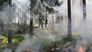 Alert RCB w regionie. Bardzo duże zagrożenie pożarowe w lasach
