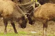 Dwa młode żubry czekają na imiona. Trwa konkurs